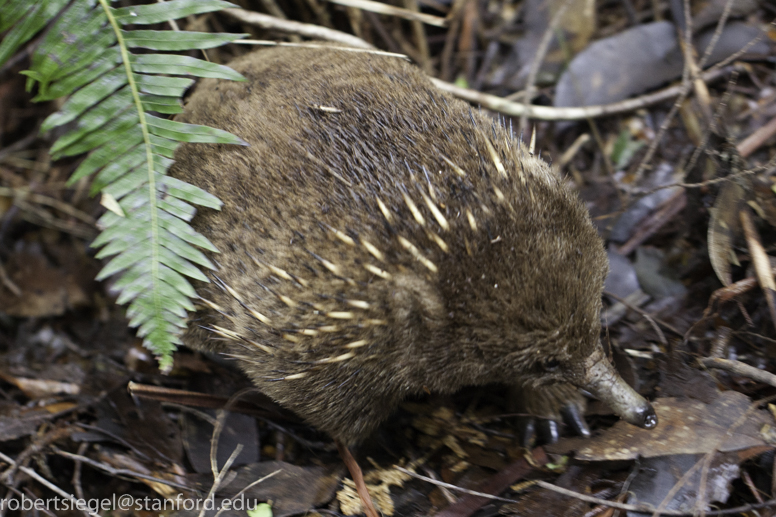 echidna